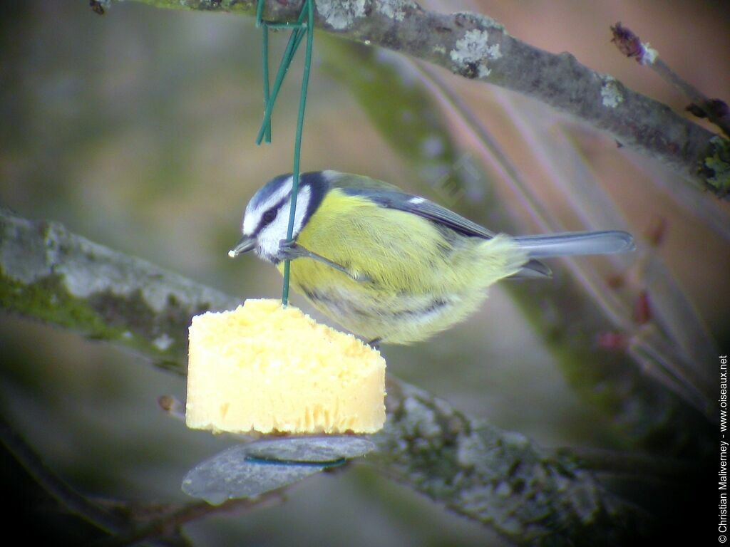 Mésange bleueadulte