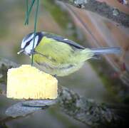 Mésange bleue