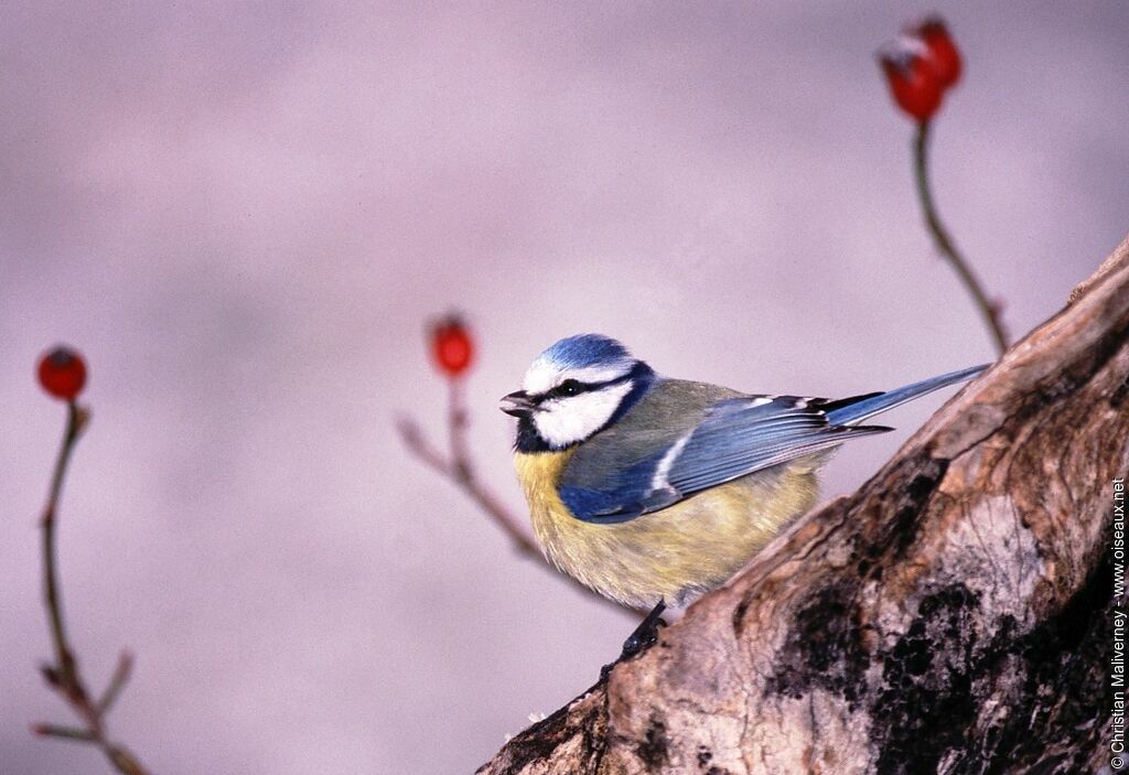 Mésange bleueadulte