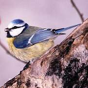 Eurasian Blue Tit