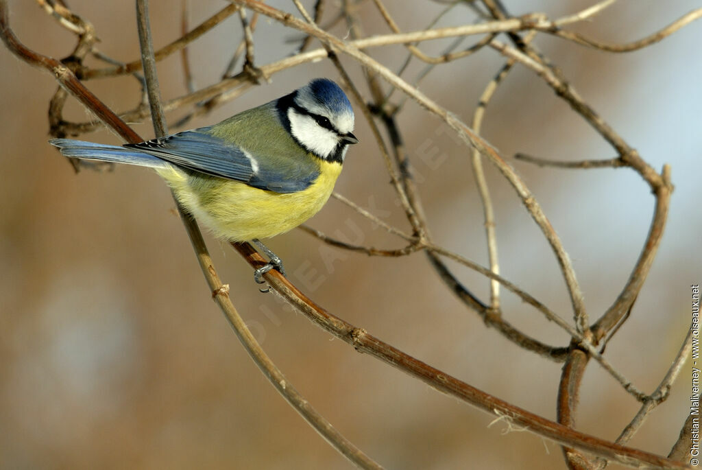 Eurasian Blue Titadult, identification