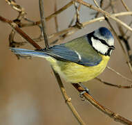 Mésange bleue