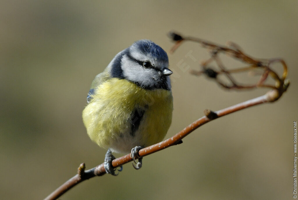 Mésange bleueadulte