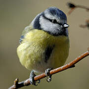 Eurasian Blue Tit