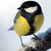 Great Tit