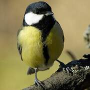 Great Tit