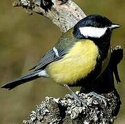 Great Tit