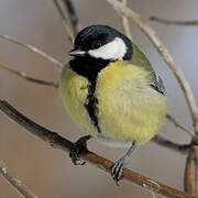 Great Tit