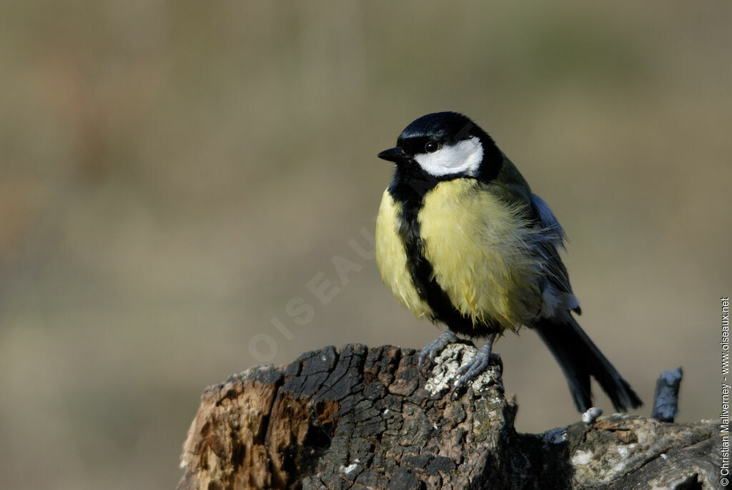 Great Tit male adult, identification