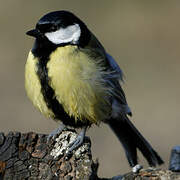 Great Tit