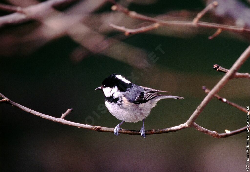 Mésange noireadulte