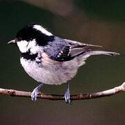 Coal Tit