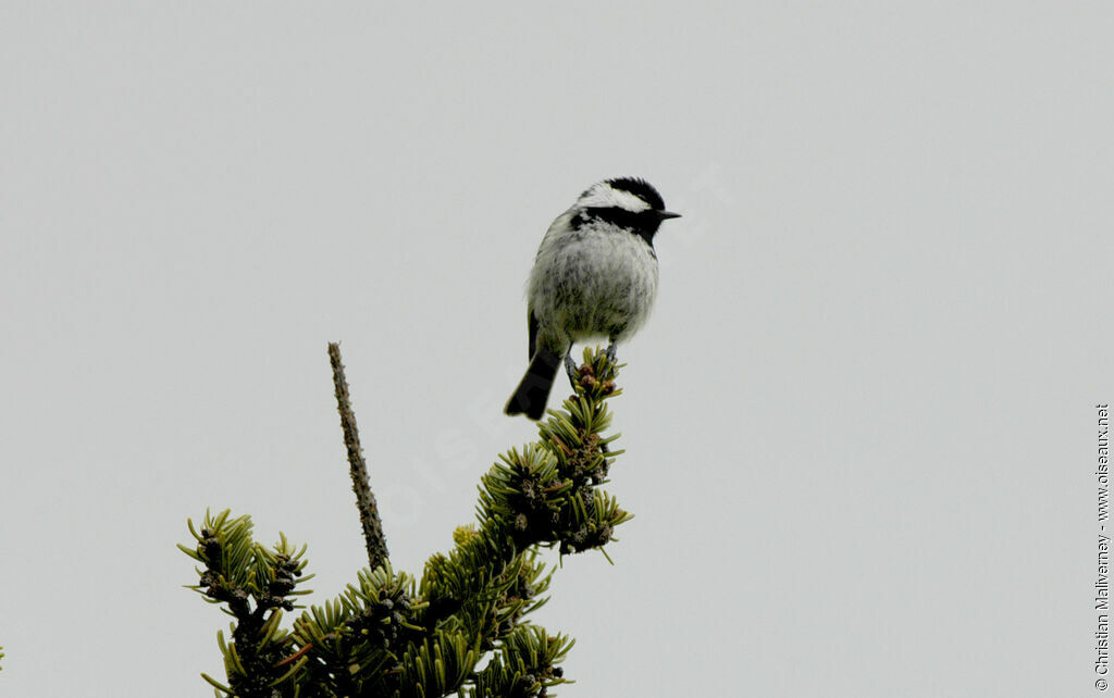 Mésange noireadulte