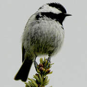 Coal Tit