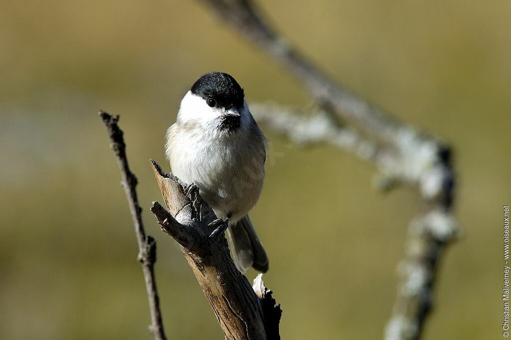 Marsh Titadult