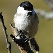 Marsh Tit