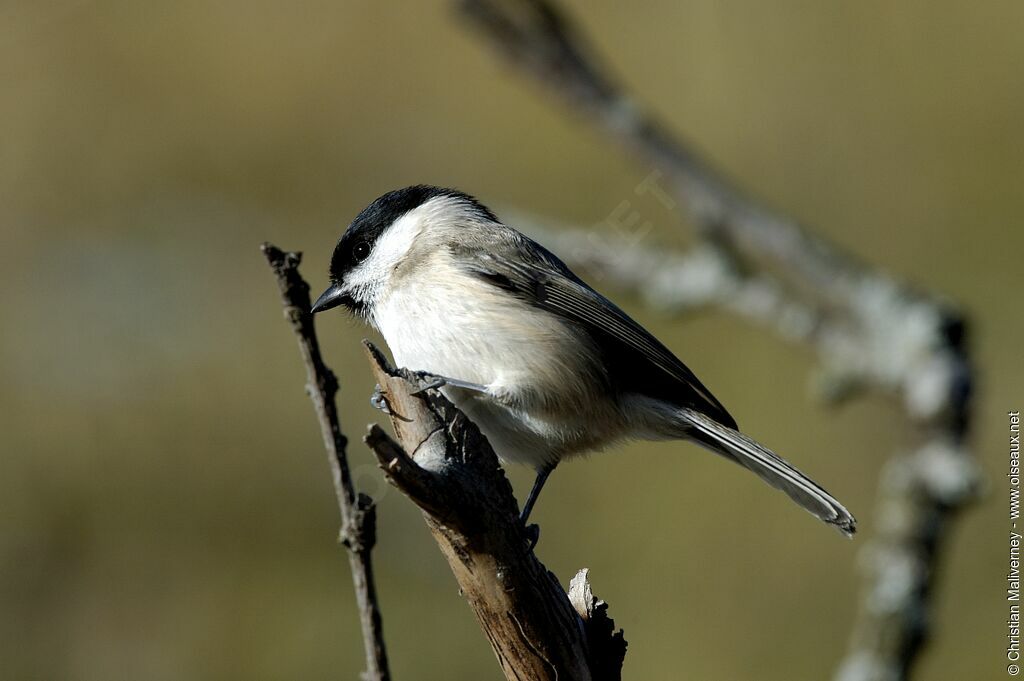 Marsh Titadult