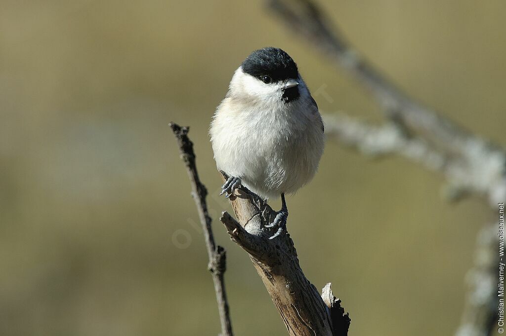 Marsh Titadult