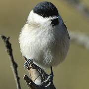 Marsh Tit