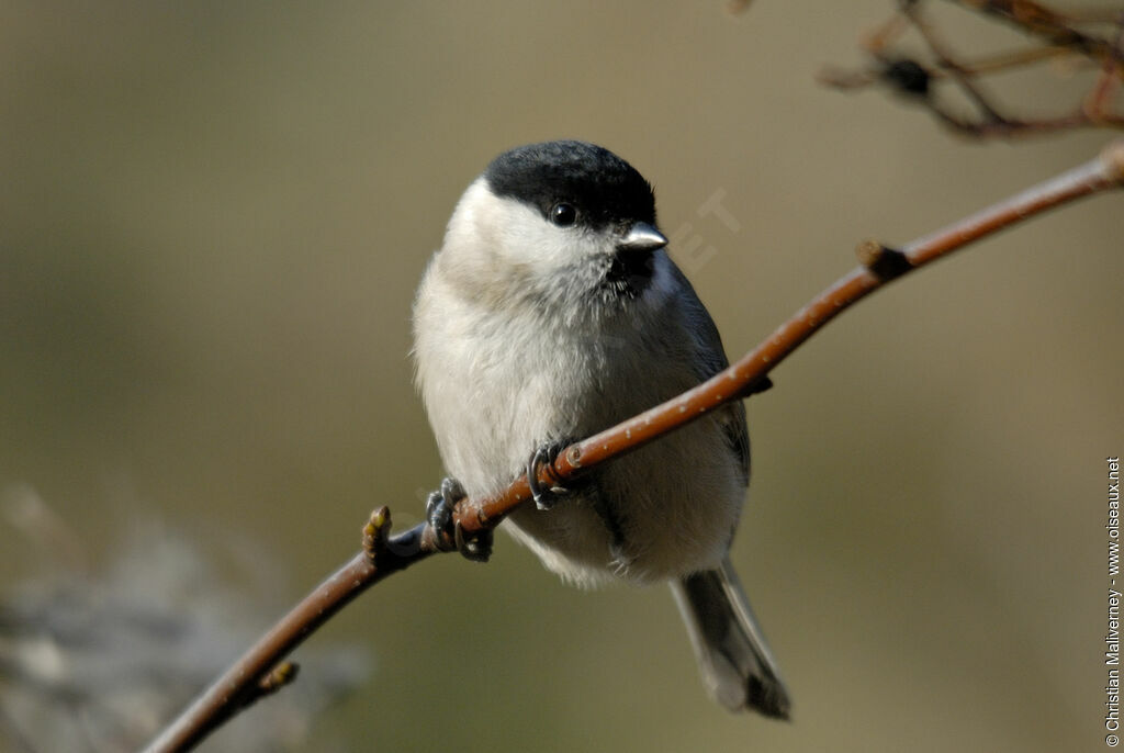 Mésange nonnetteadulte internuptial, identification