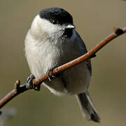 Marsh Tit