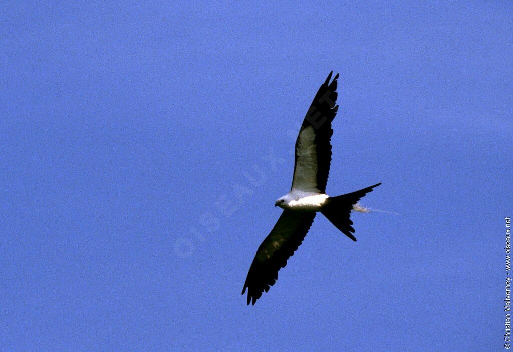 Swallow-tailed Kiteadult