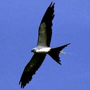 Swallow-tailed Kite