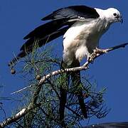 Swallow-tailed Kite