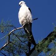 Swallow-tailed Kite