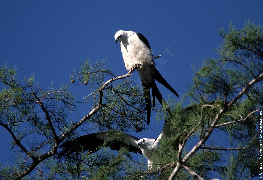 Swallow-tailed Kiteadult