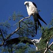 Swallow-tailed Kite