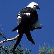 Swallow-tailed Kite