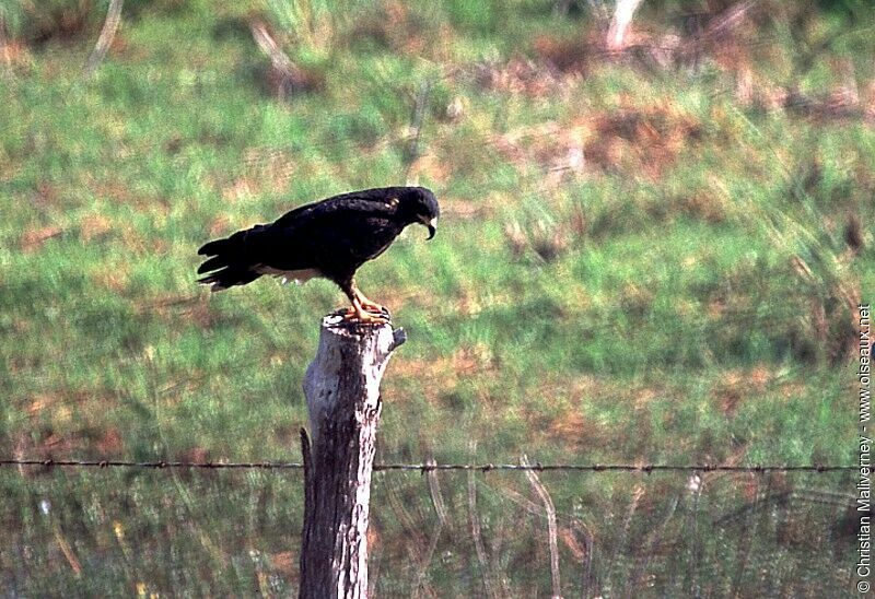 Snail Kite male adult