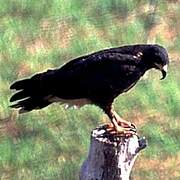 Snail Kite