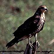 Snail Kite