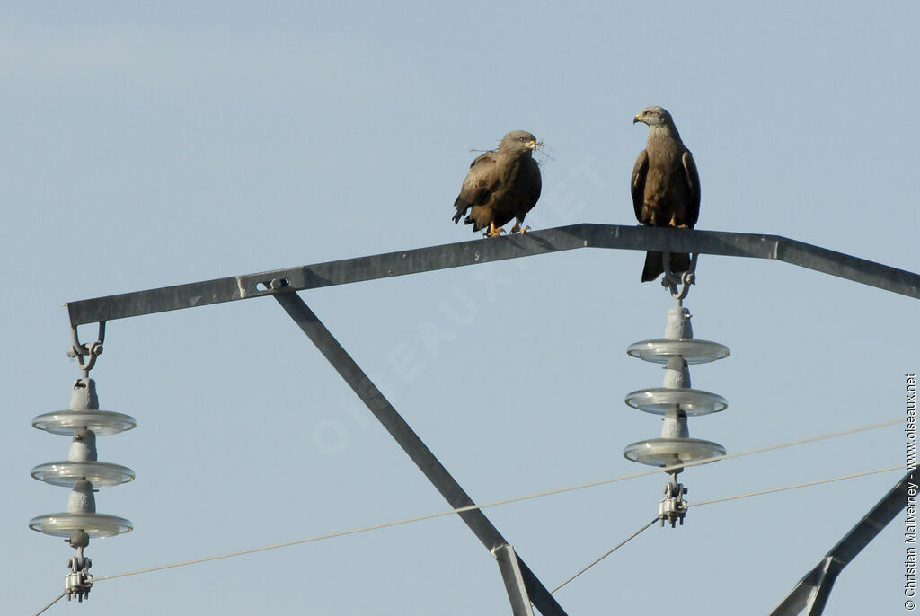 Black Kite adult