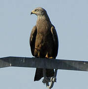 Black Kite