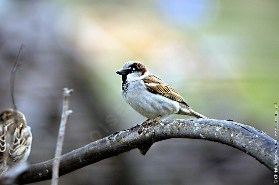 House Sparrow male adult