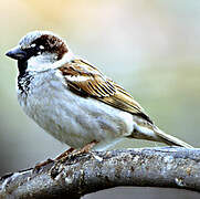 House Sparrow