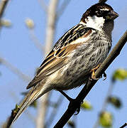 Spanish Sparrow