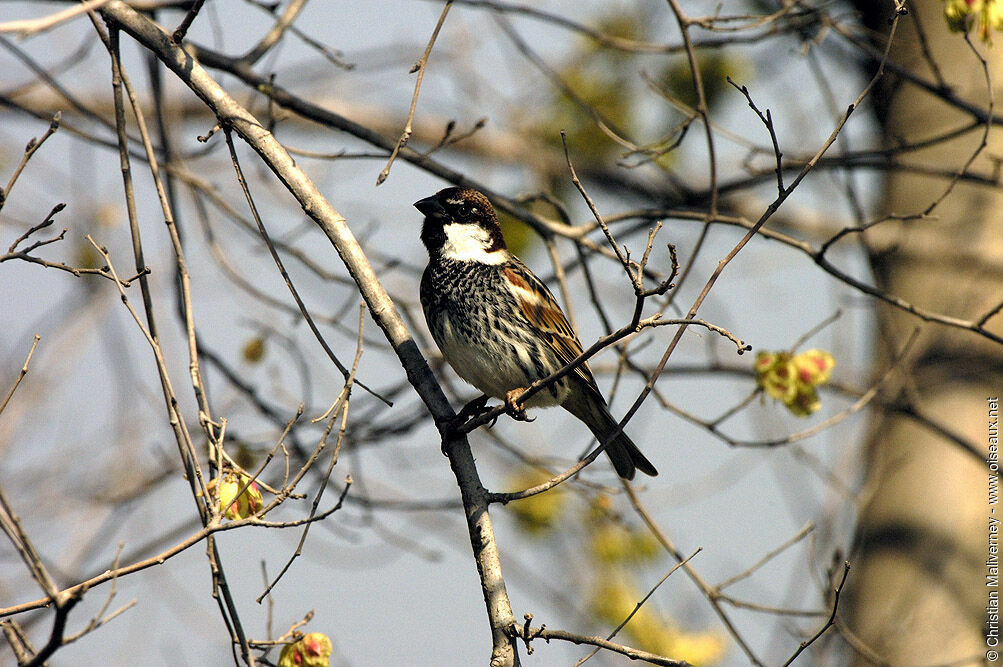 Moineau espagnol mâle adulte