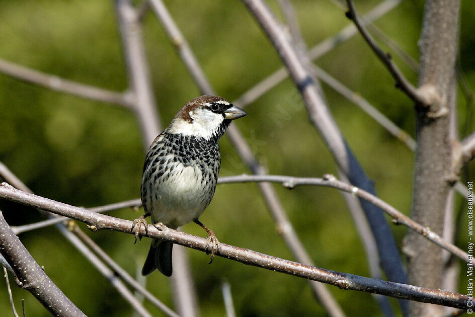 Moineau espagnol mâle adulte