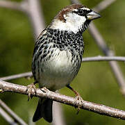 Spanish Sparrow