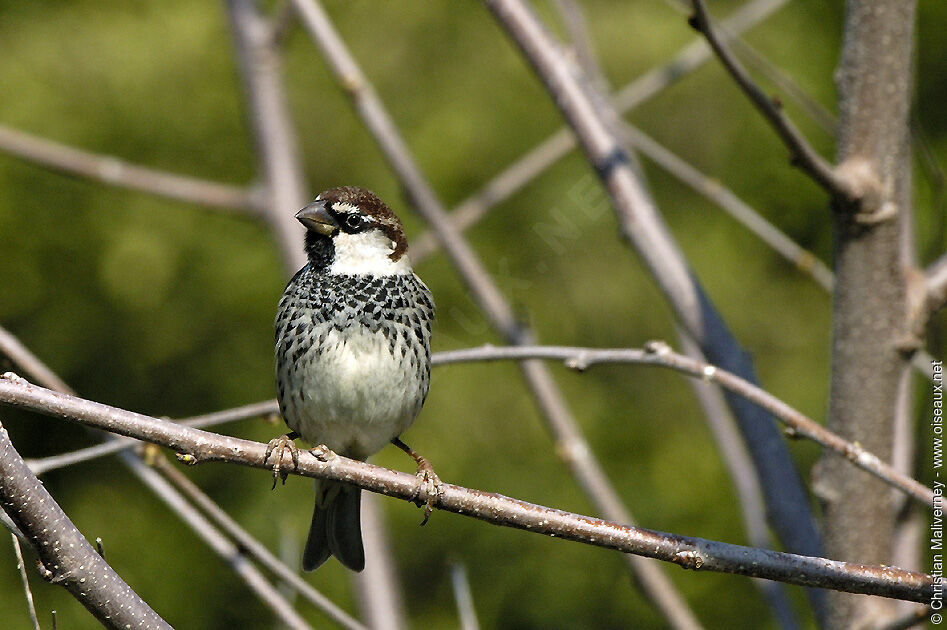 Spanish Sparrow male adult