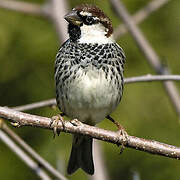 Spanish Sparrow