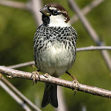 Moineau espagnol