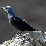 Blue Rock Thrush