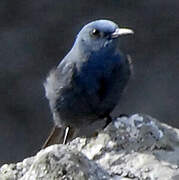 Blue Rock Thrush