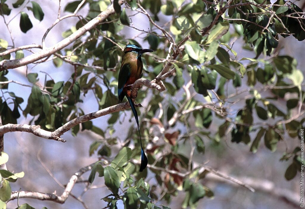 Motmot à sourcils bleusadulte