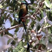 Turquoise-browed Motmot